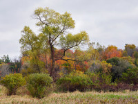 The Middle of Credit Meadows, Autumn 3