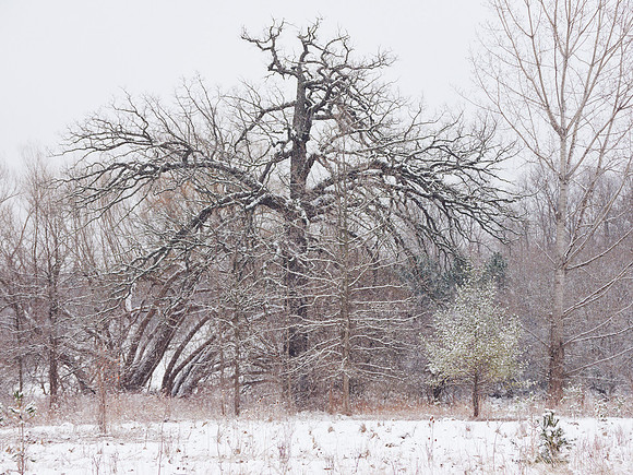 The Middle of Credit Meadows, Winter 14