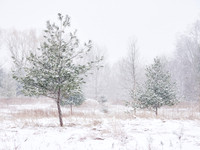 The Middle of Credit Meadows, Winter 3
