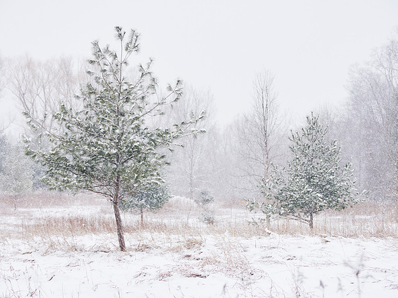 The Middle of Credit Meadows, Winter 3