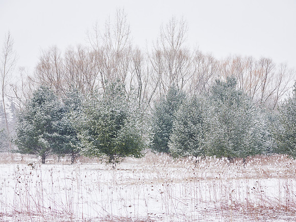 The Middle of Credit Meadows, Winter 13