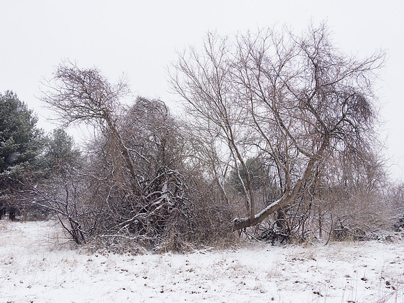 The Middle of Credit Meadows, Winter 7