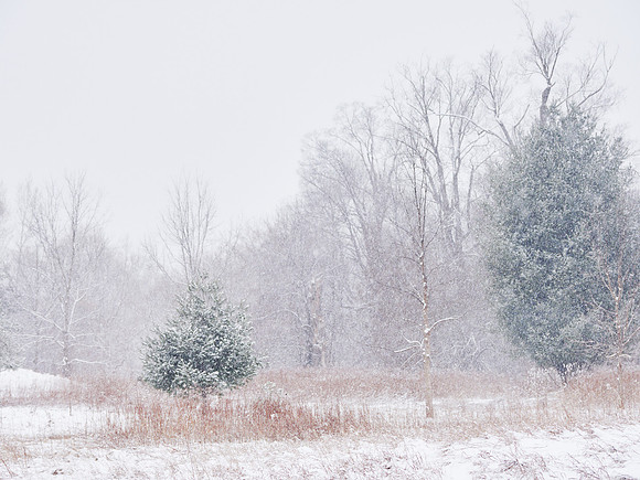 The Middle of Credit Meadows, Winter 4