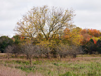 The Middle of Credit Meadows, Autumn 8
