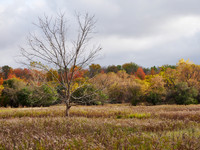 The Middle of Credit Meadows, Autumn 1