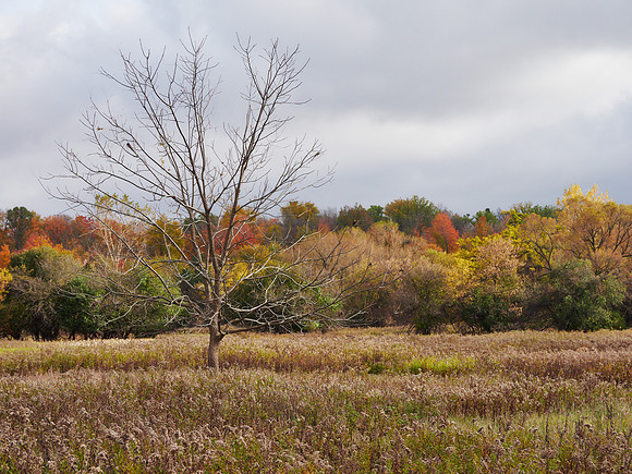 The Middle of Credit Meadows, Autumn 1