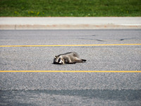 Traffic Jam (2023)