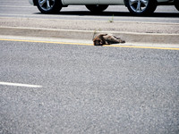 Traffic Jam 3