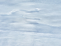 Frozen Credit 1