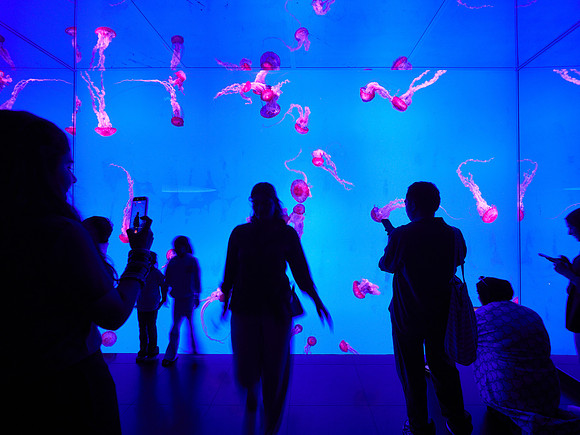 Planet Jellies 2