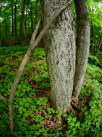 March Through the Entwood (2023)