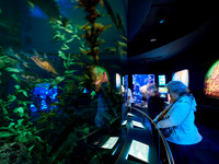 Pacific Kelp Forest