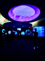 Planet Jellies 3