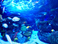 Rainbow Reef 2
