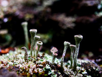Fruticose 4