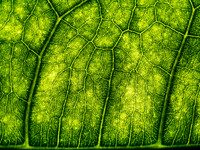 Leafscape 1