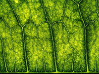 Leafscape 2