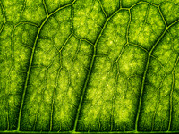 Leafscape 3