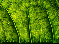 Leafscape 4
