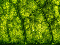 Leafscape 6