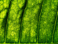 Leafscape 5