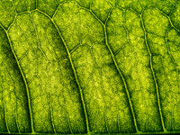 Leafscape 7
