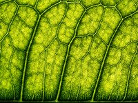 Leafscape 8