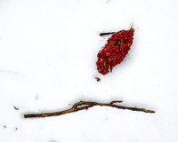 Panicles in Snow 3