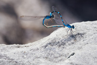 Heartfelt Mating Pair of Tule Bluet Damselflies