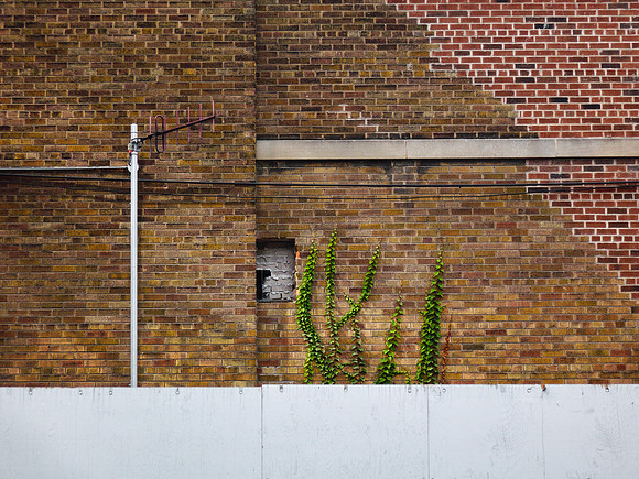 Vines Climbing Above the Fence