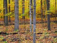 Meadowvale Station Woods Fall 2